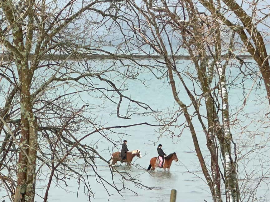 Tromsø: Horseback Riding Tour - Key points to know before booking
