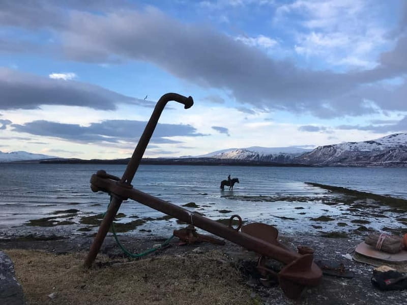 Tromsø: Horseback Riding Tour - Grooming and saddling come before the riding
