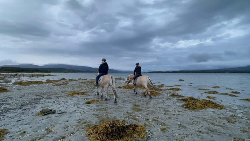 Tromsø: Horseback Riding Tour - Horse welfare is part of the experience