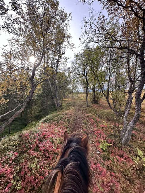 Tromsø: Horseback Riding Tour - Who will enjoy this most
