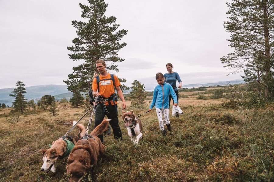 Tromsø: Husky Hike and Puppy Visit with Traditional Lunch - Why the dogs make this Tromsø outing different