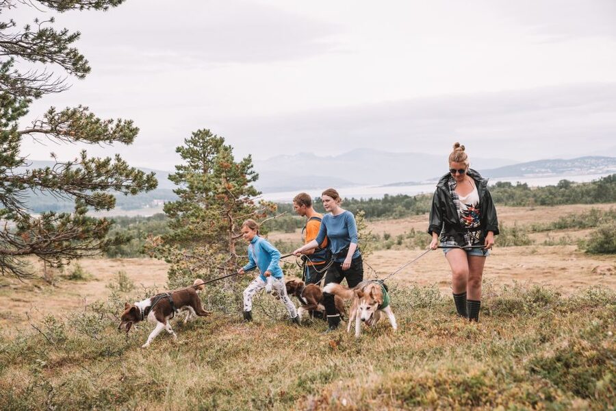 Tromsø: Husky Hike and Puppy Visit with Traditional Lunch - The hike: expect pulling, mud, and a real workout