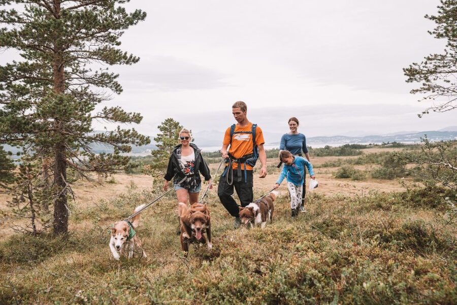 Tromsø: Husky Hike and Puppy Visit with Traditional Lunch - Guides, group feel, and the pace of the day