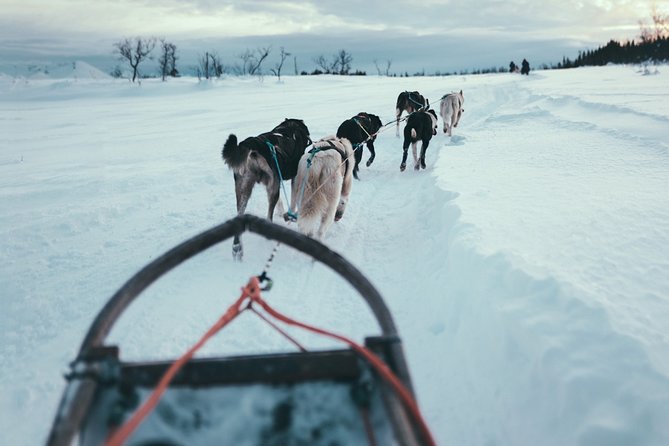 Tromso Husky Self-Drive Sledding with Cake and Drink in Lavvu - Why self-drive changes the whole Tromsø husky ride