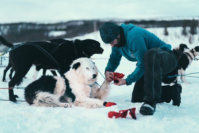 Tromso Husky Self-Drive Sledding with Cake and Drink in Lavvu - How the price measures up at $361.68