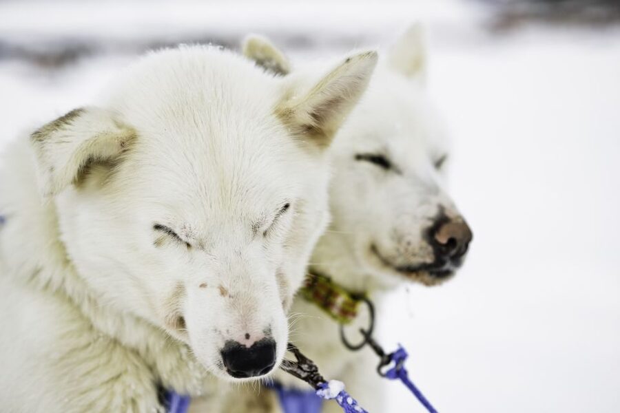 Tromsø: Husky Sled Self-Drive with Traditional Lunch - From Tromsø to the husky center
