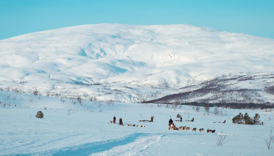 Tromsø: Husky Sled Self-Drive with Traditional Lunch - Learning to drive a team of huskies