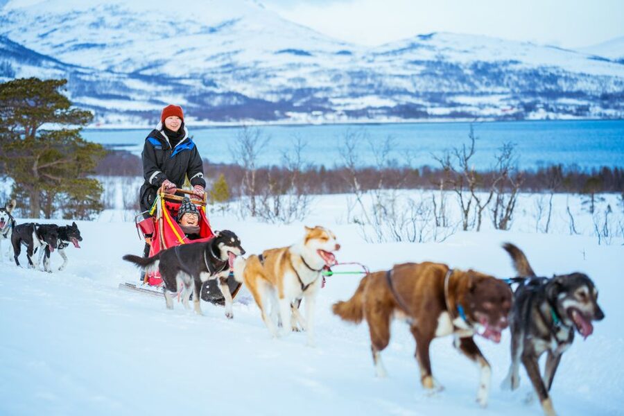 Tromsø: Husky Sled Self-Drive with Traditional Lunch - Snow, speed, and Tromsø scenery