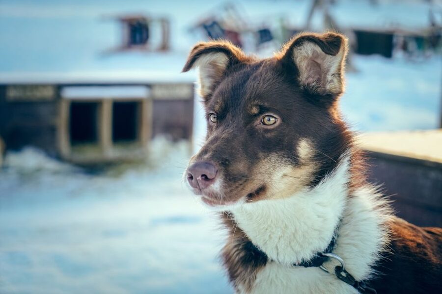Tromsø: Husky Sled Self-Drive with Traditional Lunch - Meeting the dogs after the sled ride