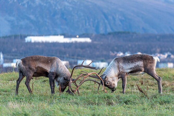 Tromsø: Kvaløya & Sommarøy Guided Fjord Tour with Lunch - Sommarøy, sea air, and wide Arctic views