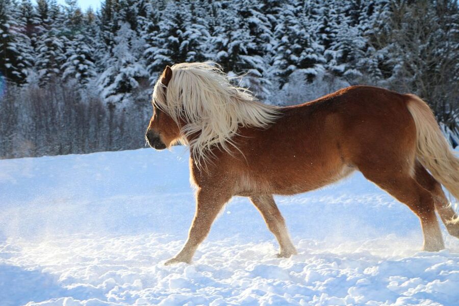 Tromsø: Lyngen Horse Stud Farm Visit - Key things to know before visiting