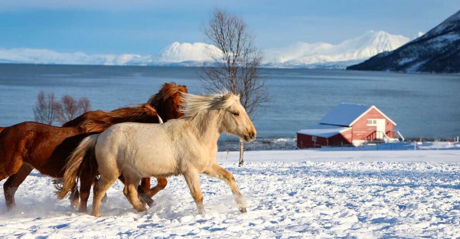 Tromsø: Lyngen Horse Stud Farm Visit - Meeting the Lyngen horse in Krokelvdalen