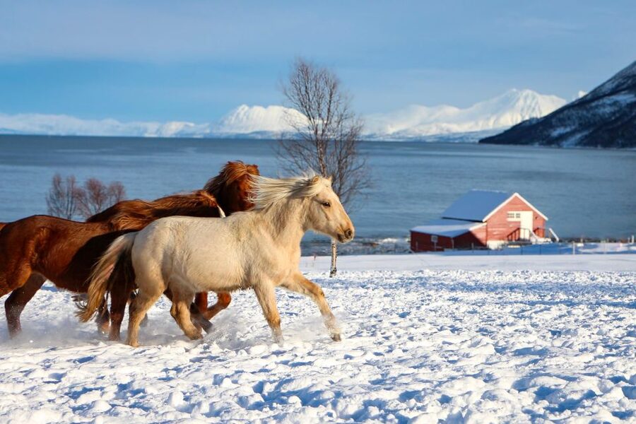 Tromsø: Lyngen Horse Stud Farm Visit - A close look at mares, foals, and stallions