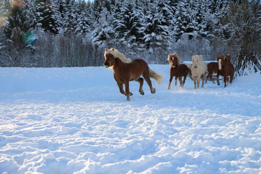 Tromsø: Lyngen Horse Stud Farm Visit - Practical advice for a smoother visit