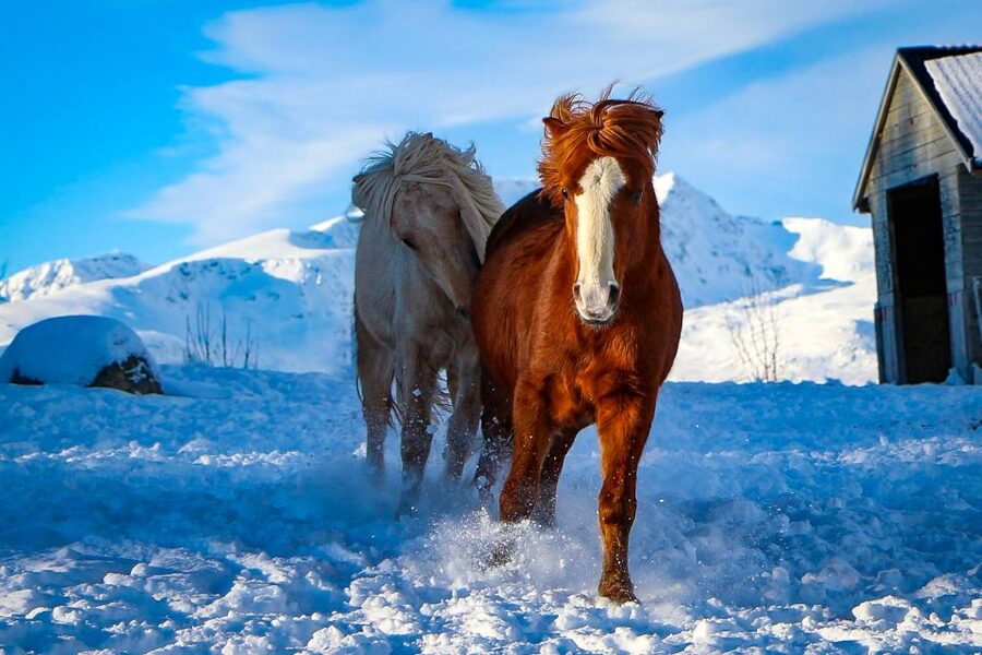 Tromsø: Lyngen Horse Stud Farm Visit - Should you book Tromsø Lyngshest?