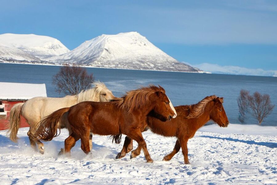 Tromsø: Lyngen Horse Stud Farm Visit - Why the Lyngen horse matters