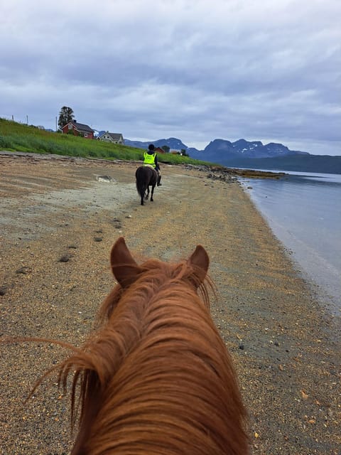 Tromsø: Lyngen Horse Summer Riding Experience - Key points to know before you book