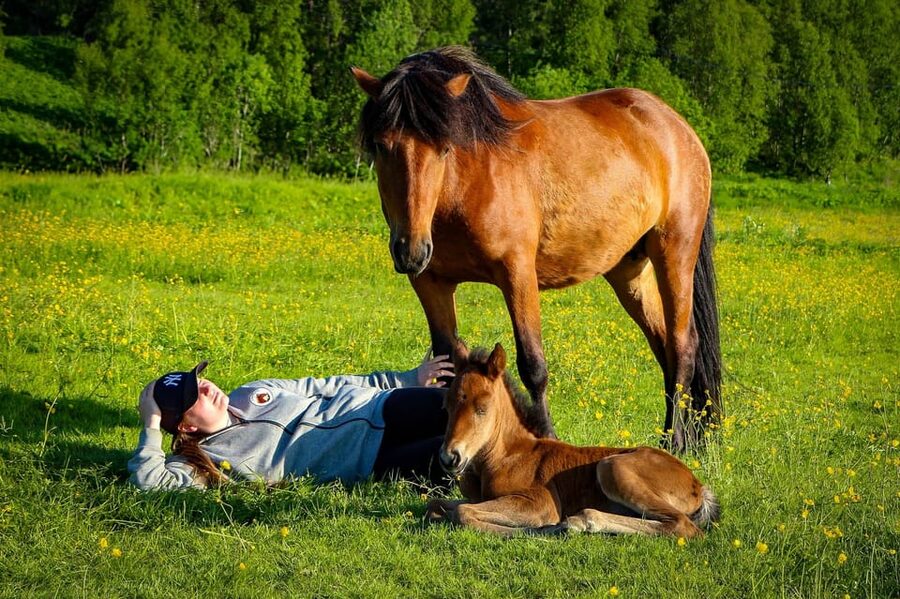 Tromsø: Lyngen Horse Summer Riding Experience - Riding toward Grøtfjord and the Lyngen Alps