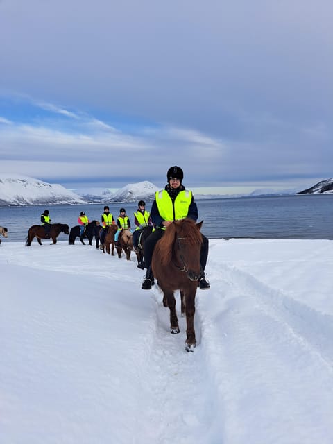 Tromsø: Lyngen Horse Winter Riding Experience - My call: book it for the farm, not just the ride
