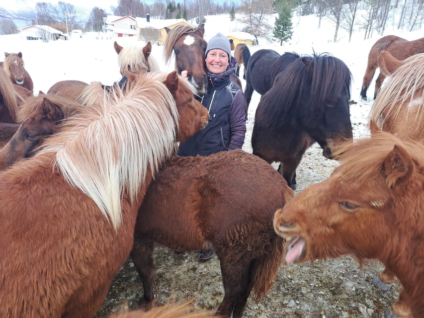 Tromsø: Lyngen Horse Winter Riding Experience - Sixty minutes along a quiet Arctic road