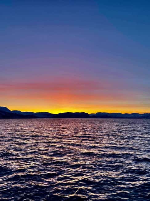 Tromsø: Midnight Sightseeing Cruise All-inclusive - Wildlife watching without false promises