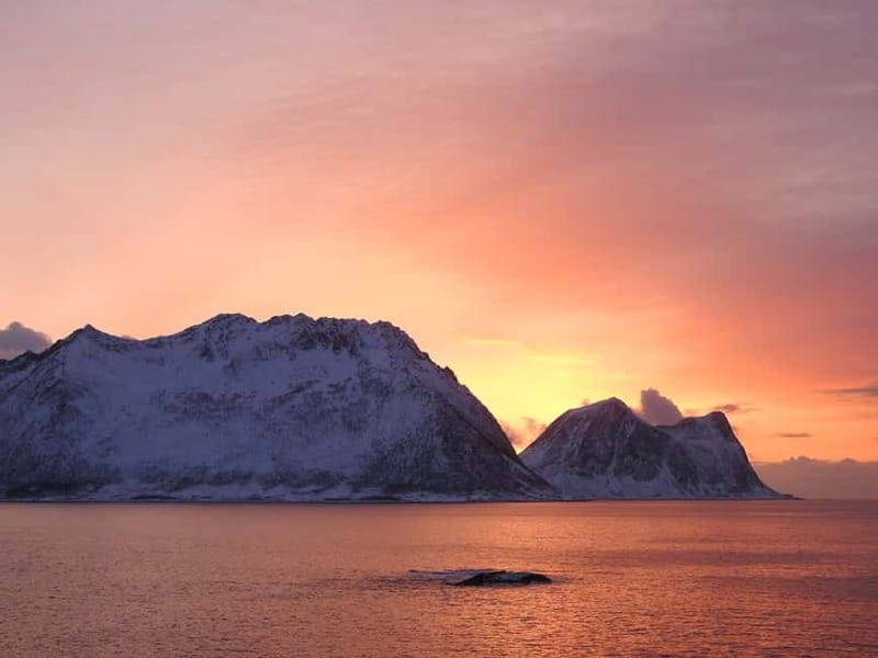 Tromsø: Midnight Sightseeing Cruise All-inclusive - Warm drinks, thermal suits, and the boat itself
