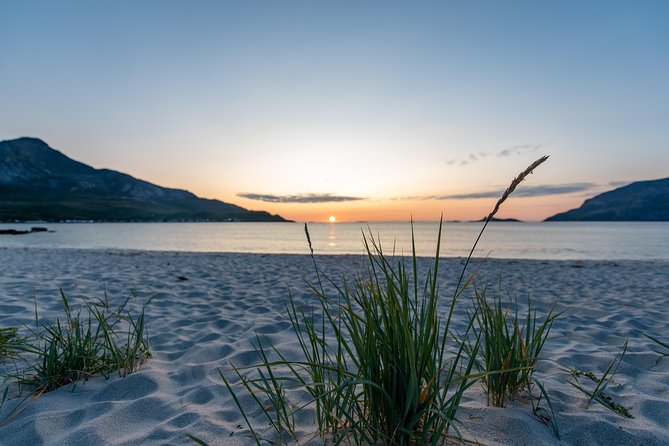 Tromsø: Midnight Sun with Campfire with Wandering Owl - Reindeer sightings are a welcome extra
