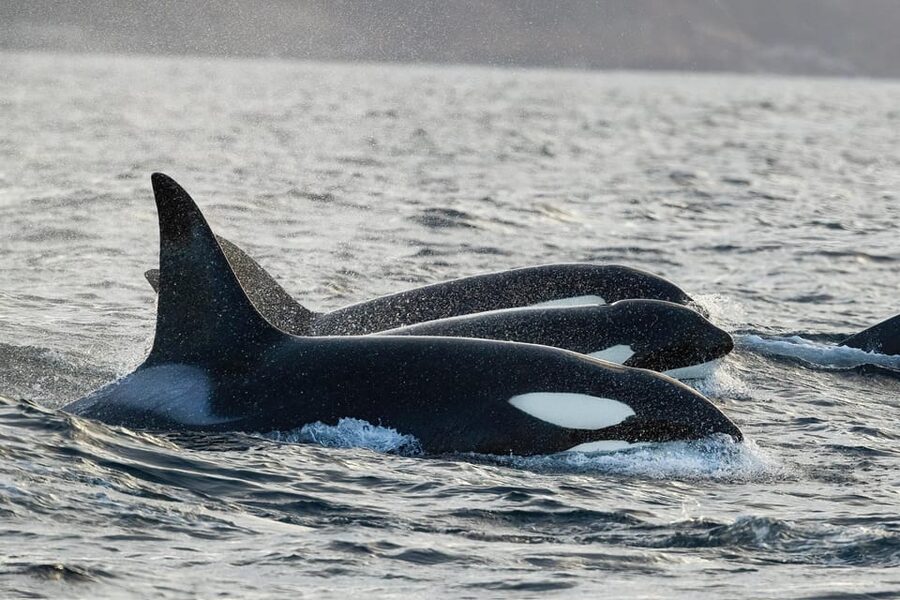 Tromsø: Orca and Whale Watching comfort heated boat Trip - Key points at a glance