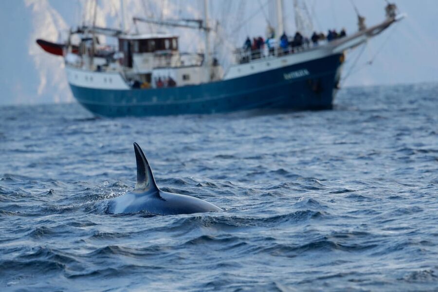 Tromsø: Orca and Whale Watching comfort heated boat Trip - Warm cabin, open terrace, and room to watch