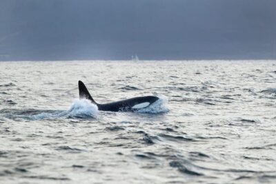 Orca and Whale Watching comfort heated boat Trip