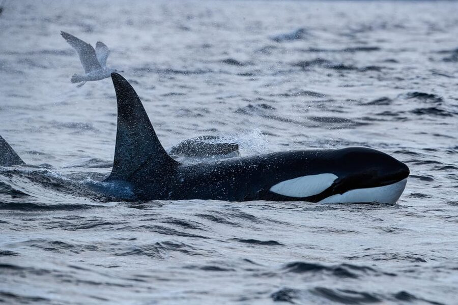 Tromsø: Orca and Whale Watching comfort heated boat Trip - A practical setup for wildlife photography