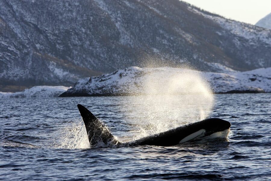 Tromsø: Orca and Whale Watching comfort heated boat Trip - Philip, Captain Jacob, and the value of good guiding