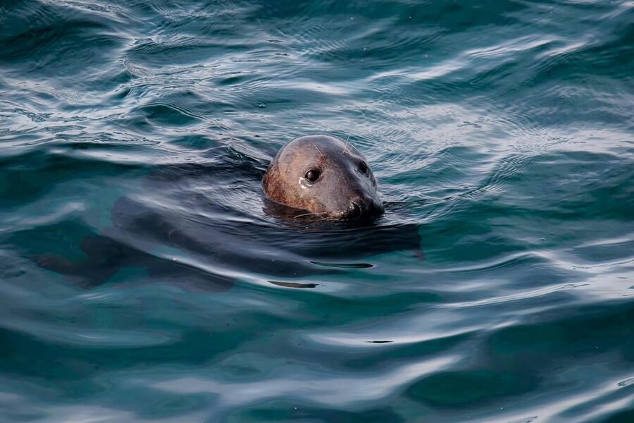 Tromsø: Orca and Whale Watching comfort heated boat Trip - Is $373 a fair price?
