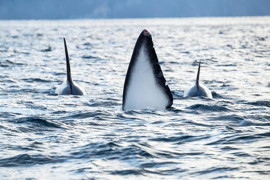 Tromsø: Orca and Whale Watching comfort heated boat Trip - Who should choose this whale trip?
