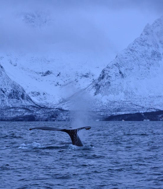 Tromsø: Orca and Whale Watching comfort heated boat Trip - Should you book it?