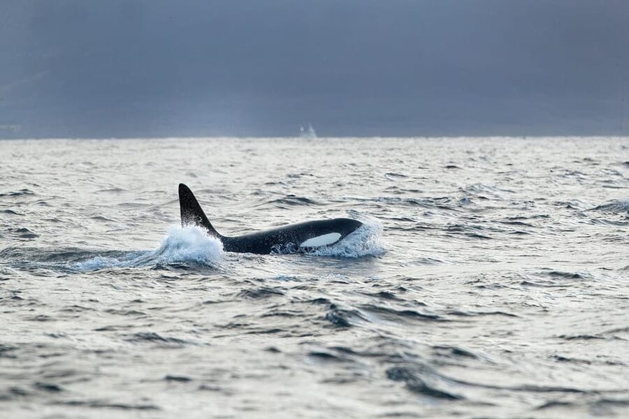 Tromsø: Orca and Whale Watching comfort heated boat Trip - Three hours searching the Arctic waters