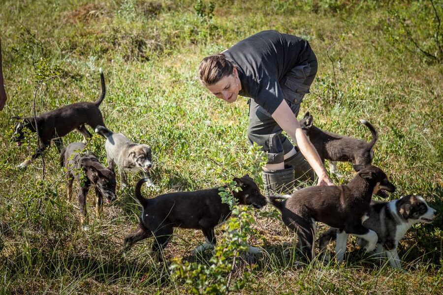 Tromsø: Puppy Training at the Husky Kennel with Lunch - Key points at a glance