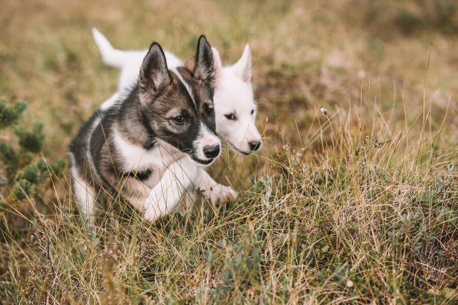 Tromsø: Puppy Training at the Husky Kennel with Lunch - Meeting puppies from four weeks to adolescence