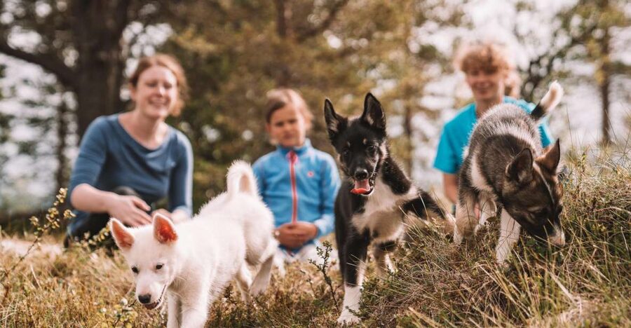 Tromsø: Puppy Training at the Husky Kennel with Lunch - The older dog yard and the quieter moments