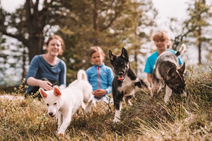 Tromsø: Puppy Training at the Husky Kennel with Lunch - Is $172 a fair price?