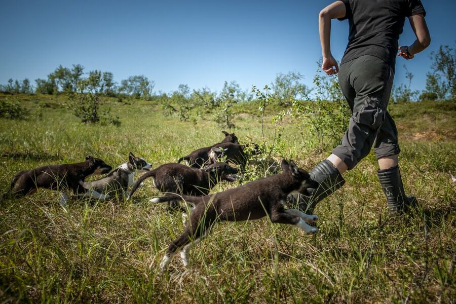 Tromsø: Puppy Training at the Husky Kennel with Lunch - Who will enjoy this most?