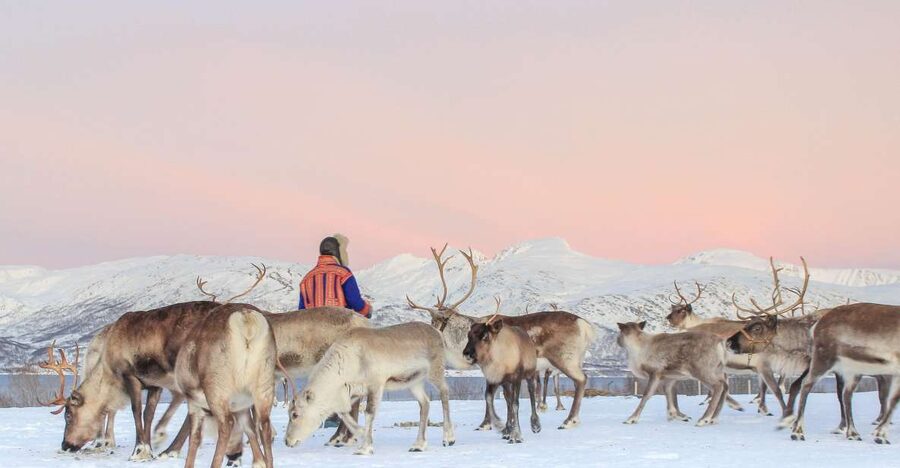 Tromsø: Reindeer Camp and Sami Cultural Tour with Lunch - Key points to know