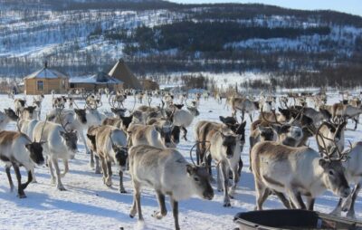 Reindeer Camp and Sami Cultural Tour with Lunch