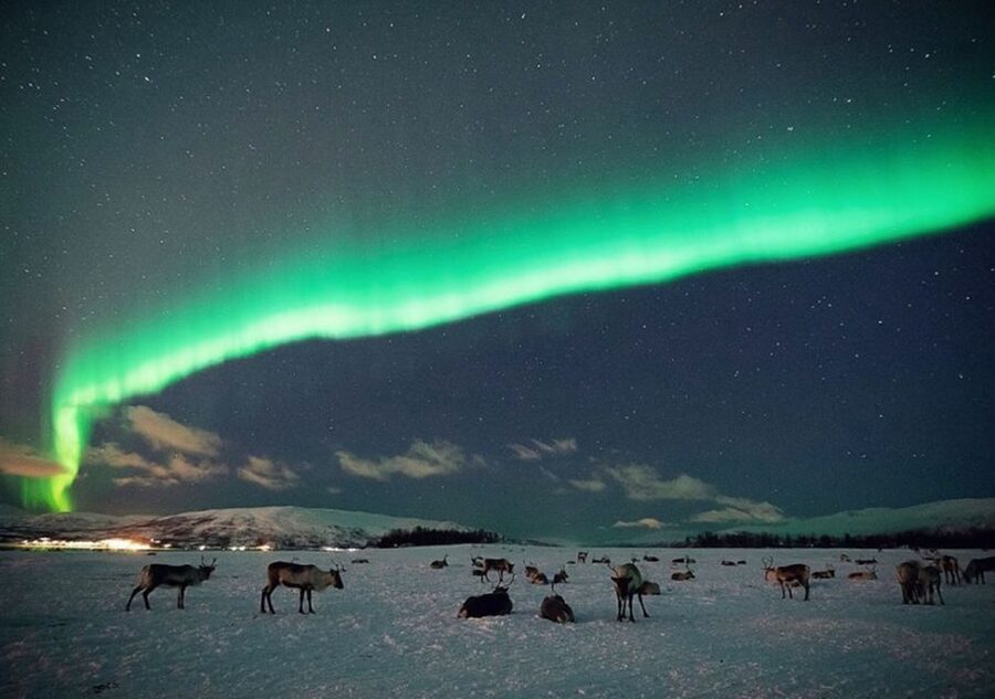 Tromsø: Reindeer Camp Dinner with Chance of Northern Lights - Key points to know before booking