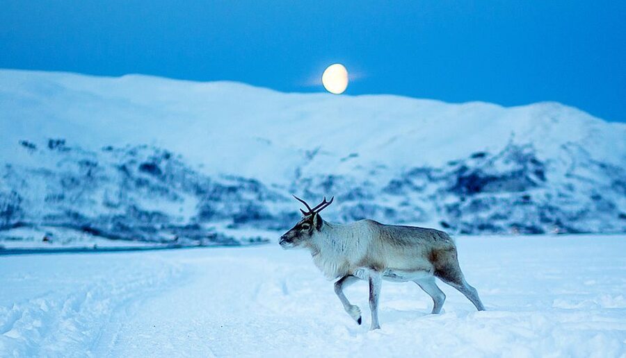 Tromsø: Reindeer Camp Dinner with Chance of Northern Lights - Sámi stories, history, and joik