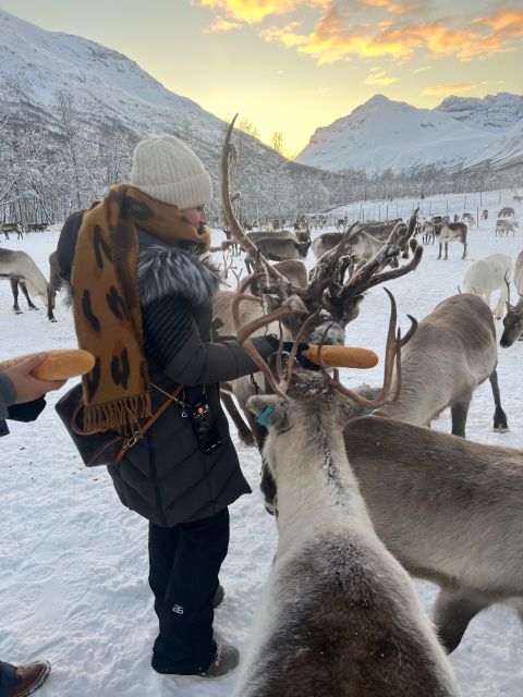 Tromsø: Reindeer Experience at a Sami Camp - Sami stories beside the fire