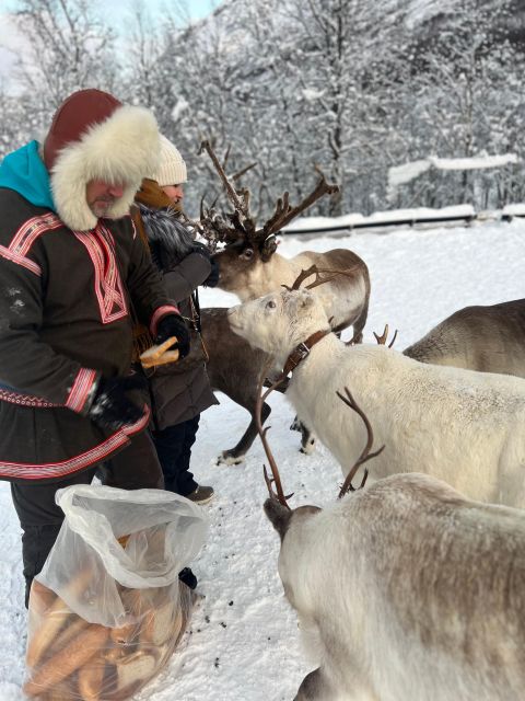 Tromsø: Reindeer Experience at a Sami Camp - Why the family setting matters