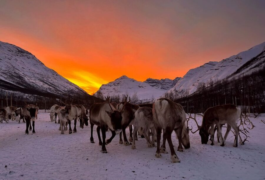 Tromsø: Reindeer Experience at a Sami Camp - Dress for the Arctic, not the city