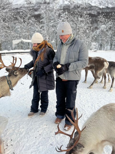 Tromsø: Reindeer Experience at a Sami Camp - Feeding the reindeer up close