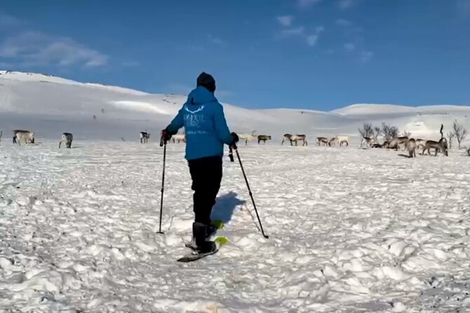 Tromso: Reindeer Feeding and Snowshoeing Tour with Lunch - Weather, clothing, and physical effort